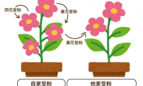贝因美菁爱绿盖和蓝盖的区别-贝因美红爱-贝因美和贝因爱什么关系,中国贝因美金爱 与爱 区别网站