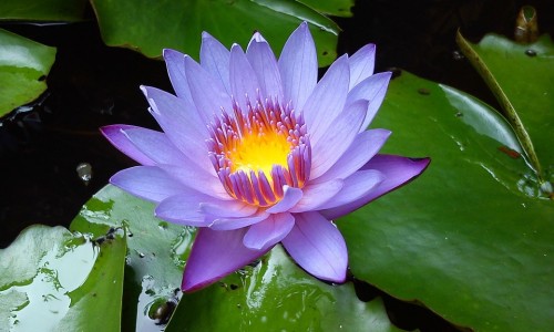 山楂怎么清洗